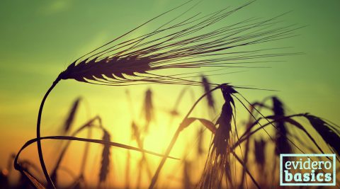 Gerste als Getreide oder Gerstengrassaft