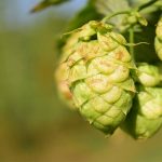 Hopfen hilft beim Einschlafen