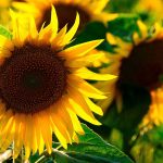 Sonnenblumenkerne und Sonnenblumenöl sind gesund