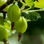 Alles über Stachelbeeren